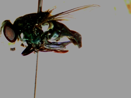 c-macillaria-abdomen-color.jpg